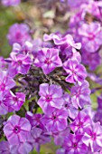 CLOSE UP OF PHLOX NEON FLAME - CNP13 NEON FLAME JPG