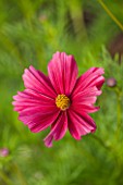 CLOSE UP OF RICH RED FLOWER OF HALF HARDY ANNUAL COSMOS BIPINNATUS RUBENZA - PLANT PORTRAIT, JULY, SUMMER