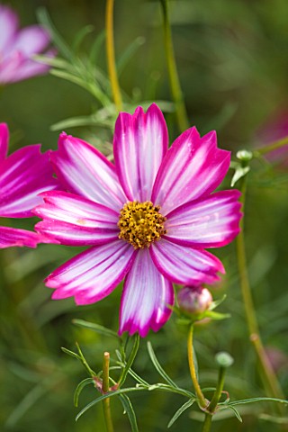 CLOSE_UP_OF_PINK_AND_WHITE__FLOWER_OF_HALF_HARDY_ANNUAL_COSMOS_BIPINNATUS_COSIMO_RED_WHITE__PLANT_PO