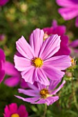 CLOSE UP OF PINK AND WHITE  FLOWER OF HALF HARDY ANNUAL COSMOS BIPINNATUS CUTESY -  PLANT PORTRAIT, JULY, SUMMER