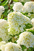 CLOSE UP OF CREAM / WHITE FLOWER OF HYDRANGEA PANICULATA BOMBSHELL-  PLANT PORTRAIT, JULY, SUMMER, SHRUB
