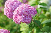 CLOSE UP OF PALE PINK FLOWER OF HYDRANGEA ARBORESCENS INVINCIBELLE SPIRIT-  PLANT PORTRAIT, JULY, SUMMER, SHRUB