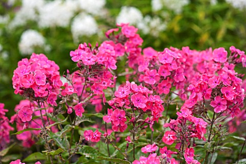 CLOSE_UP_OF_FLOWERS_OF_RED_PINK__PHLOX_PANICULATA_OTLEY_CHOICE___CNP15__OTLEY__CHOICEJPG