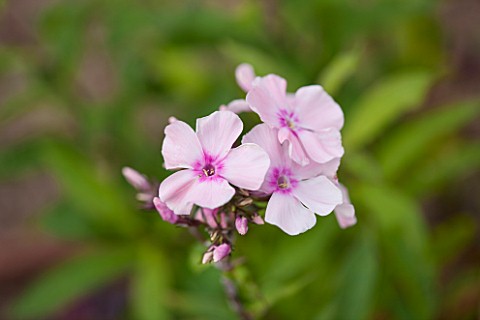 CLOSE_UP_OF_FLOWERS_OF_PINK_PHLOX_PANICULATA_ROSA_PASTELL__CNP20__ROSA_PASTELL__JPG