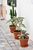 CIUTADELLA MENORCA, SPAIN: EVELYNE MANDEL HOUSE - SUCCULENTS IN TERRACOTTA CONTAINERS OUTSIDE THE FRONT OF THE HOUSE