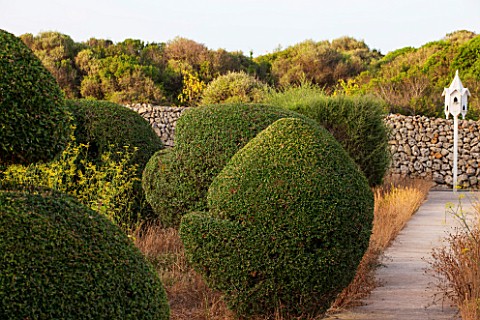 JONATHAN_BAILLIE_GARDEN_ALAIOR_MENORCA_CLIPPED_TOPIARY_OLIVE_TREES_WITH_VIEW_TO_WHITE_DOVECOTE_MEDIT