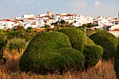 JONATHAN BAILLIE GARDEN, ALAIOR, MENORCA: CLIPPED TOPIARY OLIVE TREES WITH VIEW OF THE TOWN OF ALAIOR. MEDITERRANEAN
