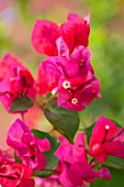 JONATHAN BAILLIE GARDEN, ALAIOR, MENORCA: CLOSE UP OF RED / ORANGE FLOWERS OF BOUGAINVILLEA, CLIMBER