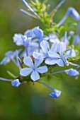 JONATHAN BAILLIE GARDEN, ALAIOR, MENORCA: CLOSE UP OF PALE BLUE FLOWERS OF PLUMBAGO AURICULATUS. CLIMBER