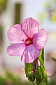 JONATHAN BAILLIE GARDEN, ALAIOR, MENORCA: CLOSE UP OF PALE PINK FLOWER OFHIBISCUS GRANDIFLORUS