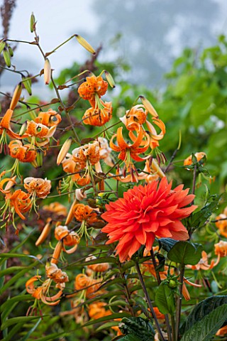 WEST_DEAN_GARDENS_WEST_SUSSEX_LATE_SUMMER_BORDERS_IN_THE_WALLED_VEGETABLE_GARDEN__ORANGE_THEMED_BORD