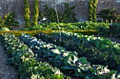 WEST DEAN GARDENS, WEST SUSSEX: CABBAGES GROWING IN THE WALLED KITCHEN GARDEN / POTAGER. AUGUST, EDIBLE, VEGETABLES