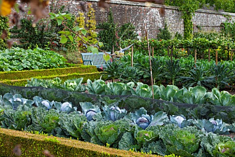 WEST_DEAN_GARDENS_WEST_SUSSEX_CABBAGES_GROWING_IN_THE_WALLED_KITCHEN_GARDEN__POTAGER_AUGUST_EDIBLE_V