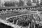WEST DEAN GARDENS, WEST SUSSEX: BLACK AND WHITE IMAGE OF LEEK PORBELLA AND BEETROOT WODAN F1 GROWING IN THE WALLED KITCHEN GARDEN / POTAGER. AUGUST, EDIBLE, VEGETABLES