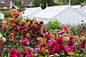 WEST DEAN GARDENS, WEST SUSSEX: DAHLIAS IN THE CUTTING GARDEN WITH GREENHOUSES / GLASSHOUSES BEHIND. AUGUST, WALLED GARDEN, CUT FLOWERS, BLOOMS, FLOWERING