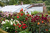 WEST DEAN GARDENS, WEST SUSSEX: DAHLIAS IN THE CUTTING GARDEN WITH GREENHOUSES / GLASSHOUSES BEHIND.  AUGUST, WALLED GARDEN, CUT FLOWERS, BLOOMS, FLOWERING
