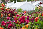 WEST DEAN GARDENS, WEST SUSSEX: DAHLIAS IN THE CUTTING GARDEN WITH GREENHOUSES / GLASSHOUSES BEHIND.  AUGUST, WALLED GARDEN, CUT FLOWERS, BLOOMS, FLOWERING
