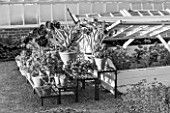 WEST DEAN GARDENS, WEST SUSSEX: BLACK AND WHITE IMAGE OF SUCCULENTS IN TERRACOTTA CONTAINERS ON STAGING IN WALLED KITCHEN GARDEN / CUTTING GARDEN, WOODEN COLD FRAME, AUGUST, SUMMER