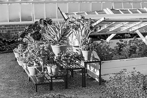 WEST_DEAN_GARDENS_WEST_SUSSEX_BLACK_AND_WHITE_IMAGE_OF_SUCCULENTS_IN_TERRACOTTA_CONTAINERS_ON_STAGIN
