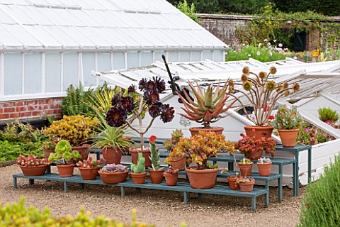 WEST_DEAN_GARDENS_WEST_SUSSEX_SUCCULENTS_IN_TERRACOTTA_CONTAINERS_ON_STAGING_IN_WALLED_KITCHEN_GARDE