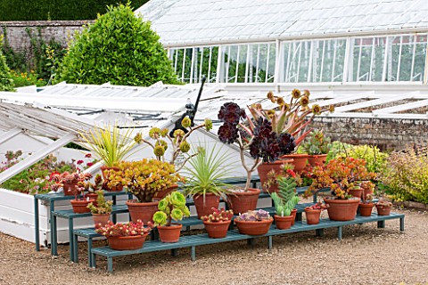 WEST_DEAN_GARDENS_WEST_SUSSEX_SUCCULENTS_IN_TERRACOTTA_CONTAINERS_ON_STAGING_IN_WALLED_KITCHEN_GARDE