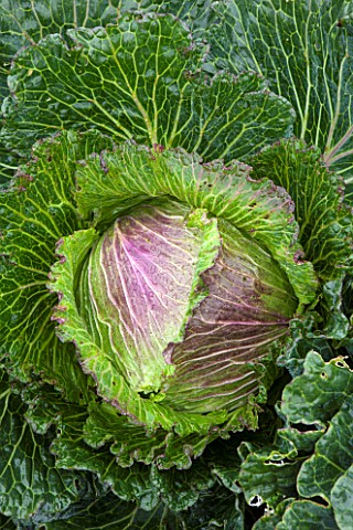 WEST_DEAN_GARDENS_WEST_SUSSEX_CLOSE_UP_OF_CABBAGE_DEADON_F1_WINTER_CABBAGE_EDIBLE_GROWING_PLANT_PORT