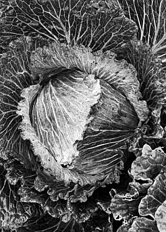 WEST_DEAN_GARDENS_WEST_SUSSEX_BLACK_AND_WHITE_CLOSE_UP_OF_CABBAGE_DEADON_F1_WINTER_CABBAGE_EDIBLE_GR
