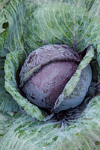 WEST_DEAN_GARDENS_WEST_SUSSEX_CLOSE_UP_OF_CABBAGE_RODEO_F1_EDIBLE_GROWING_PLANT_PORTRAIT_BRASSICA_LE