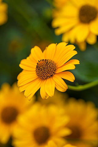 WEST_DEAN_GARDENS_WEST_SUSSEX_CLOSE_UP_OF_YELLOW_RUDBECKIA_IN_THE_BORDER_IN_THE_WALLED_KITCHEN_GARDE
