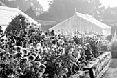 WEST DEAN GARDENS, WEST SUSSEX: BLACK AND WHITE IMAGE OF DAHLIAS IN THE CUTTING GARDEN WITH GLASSHOUSES / GREENHOUSES IN THE WALLED KITCHEN GARDEN. AUGUST, BOX EDGED BED, BLOOMING