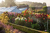 WEST DEAN GARDENS, WEST SUSSEX: DAHLIAS IN THE CUTTING GARDEN WITH GLASSHOUSES / GREENHOUSES IN THE WALLED KITCHEN GARDEN. AUGUST, BOX EDGED BED, BLOOMING
