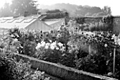 WEST DEAN GARDENS, WEST SUSSEX: BLACK AND WHITE IMAGE OF DAHLIAS IN THE CUTTING GARDEN WITH GLASSHOUSES / GREENHOUSES IN THE WALLED KITCHEN GARDEN. AUGUST, BOX EDGED BED