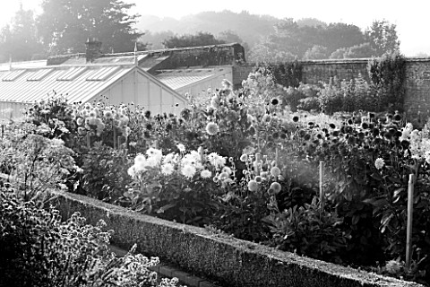 WEST_DEAN_GARDENS_WEST_SUSSEX_BLACK_AND_WHITE_IMAGE_OF_DAHLIAS_IN_THE_CUTTING_GARDEN_WITH_GLASSHOUSE