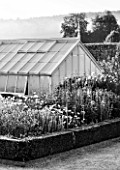 WEST DEAN GARDENS, WEST SUSSEX: BLACK AND WHITE IMAGE OF ANNUALS IN THE CUTTING GARDEN WITH GLASSHOUSE / GREENHOUSE IN THE WALLED KITCHEN GARDEN. AUGUST, BOX EDGED BED