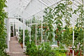 WEST DEAN GARDENS, WEST SUSSEX: INSIDE OF GLASSHOUSE / GREENHOUSE IN THE WALLED KITCHEN GARDEN. AUGUST, TOMATOES GROWING