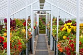 WEST DEAN GARDENS, WEST SUSSEX: INSIDE THE GLASSHOUSES / GREENHOUSES IN THE WALLED KITCHEN GARDEN. AUGUST