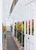 WEST DEAN GARDENS, WEST SUSSEX: INSIDE THE GLASSHOUSES / GREENHOUSES IN THE WALLED KITCHEN GARDEN. AUGUST