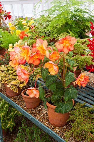 WEST_DEAN_GARDENS_WEST_SUSSEX_ORANGE_FLOWERED_BEGONIA_IN_THE_GLASSHOUSE__GREENHOUSE_IN_THE_WALLED_KI