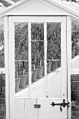 WEST DEAN GARDENS, WEST SUSSEX: BLACK AND WHITE IMAGE OF CHILLIES GROWING IN A GLASSHOUSE / GREENHOUSE IN THE WALLED KITCHEN GARDEN. AUGUST, CLASSIC COUNTRY GARDEN