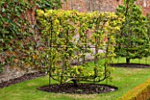 WEST DEAN GARDENS, WEST SUSSEX: ESPALIERED PEAR DOYENNE DU COMICE IN THE WALLED VEGETABLE GARDEN, AUGUST, FRUIT, EDIBLE, TRAINED, PYRUS