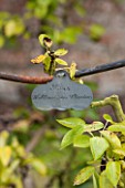WEST DEAN GARDENS, WEST SUSSEX: NAME TAG / LABEL FOR PEAR - PEAR WILLIAMS BON CRETIEN, IN THE WALLED VEGETABLE GARDEN, AUGUST, FRUIT, EDIBLE, TRAINED, PYRUS
