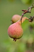 WEST DEAN GARDENS, WEST SUSSEX: CLOSE UP OF PEAR - PEAR WILLIAMS BON CRETIEN, IN THE WALLED VEGETABLE GARDEN, AUGUST, FRUIT, EDIBLE, TRAINED, PYRUS