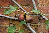 WEST DEAN GARDENS, WEST SUSSEX: CLOSE UP OF FIG IN THE WALLED VEGETABLE GARDEN, AUGUST, FRUIT, EDIBLE