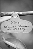 WEST DEAN GARDENS, WEST SUSSEX: BLACK AND WHITE IMAGE OF NAME TAG / LABEL OF PEAR - PEAR LOUISE BON DE JERSEY IN THE WALLED VEGETABLE GARDEN, AUGUST, FRUIT, EDIBLE