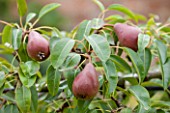 WEST DEAN GARDENS, WEST SUSSEX: CLOSE UP OF PEAR - PEAR LOUISE BON DE JERSEY IN THE WALLED VEGETABLE GARDEN, AUGUST, FRUIT, EDIBLE