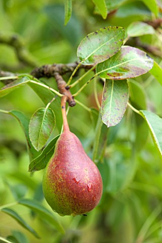 WEST_DEAN_GARDENS_WEST_SUSSEX_CLOSE_UP_OF_PEAR__PEAR_LOUISE_BON_DE_JERSEY_IN_THE_WALLED_VEGETABLE_GA