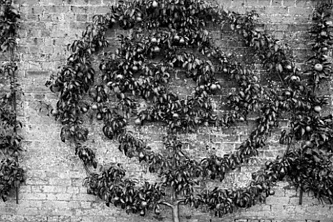 WEST_DEAN_GARDENS_WEST_SUSSEX_BLACK_AND_WHITE_IMAGE_OF_ESPALIERED_APPLE_TREE__APPLE_SPARTAN_M26_TRAI