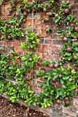 WEST DEAN GARDENS, WEST SUSSEX: ESPALIERED APPLE TREE - APPLE SPARTAN M26 TRAINED AS A SPITRAL AGAINST THE BRICK WALL IN THE WALLED VEGETABLE GARDEN, EDIBLE