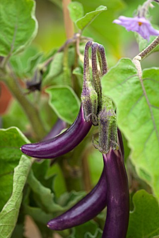 WEST_DEAN_GARDENS_WEST_SUSSEX_CLOSE_UP_OF_AUBERGINE__AUBERGINE_FARMERS_LONG_F1__RIPENING_VEGETABLE_E