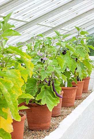 WEST_DEAN_GARDENS_WEST_SUSSEX_TERRACOTTA_CONTAINERS_WITH_AUBERGINE__IN_FRONT_IS_AUBERGINE_FARMERS_LO
